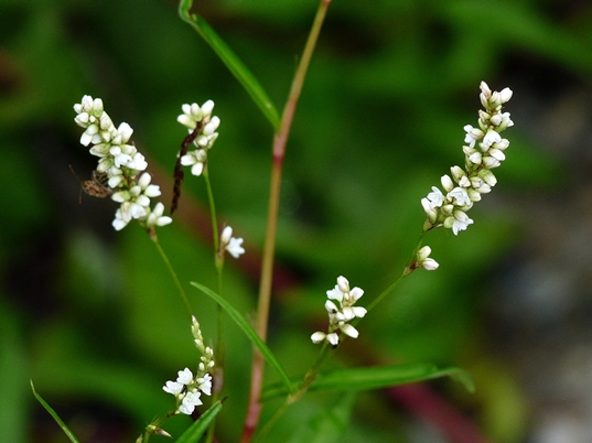 {Persicaria hydropiperoides}